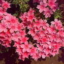 Reddish Pink Flower