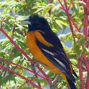 Baltimore oriole