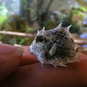 Turretfish
