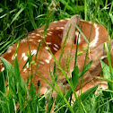Whitetail deer