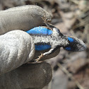 Prairie Lizard (Fence Lizard)