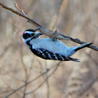 Downy Woodpecker (male)