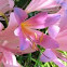 August Lily or Magic Lily