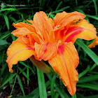 Triple Daylily