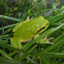 European tree frog