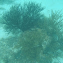 black sea rod or Caribbean sea whip