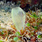 Sea squirt