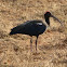 Red-naped Ibis