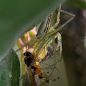 Oxyopes macilentus and Amblyteles