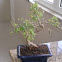 Bonsai