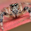 Jumping Spider