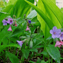 Lungwort/Navadni pljučnik