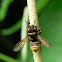 Megachilid bee