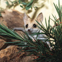 Fat tailed dunnart