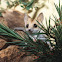 Fat tailed dunnart