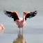 Pink Flamingo