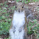 Eastern Gray Squirrel