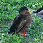 Mallard / American Black Duck hybrid