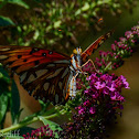 Gulf Fritillary