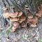 Ganoderma lucidum, Reishi, 1 of 2
