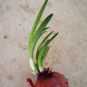 Onion