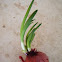 Onion