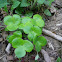 Clover