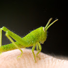 Grasshopper nymph
