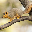 Eastern Fox Squirrel