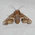 Moth