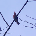 Scarlet Tanager