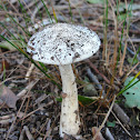 Eastern North American Destroying Angel