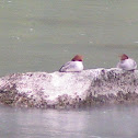 Red-breasted merganser