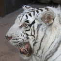 White Tiger