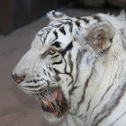 White Tiger