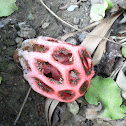 Clathrus ruber