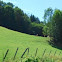 cow, Vorderwälder-Rind