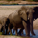 African savanna elephant