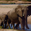 African savanna elephant
