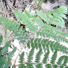 Bracken Fern
