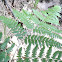 Bracken Fern