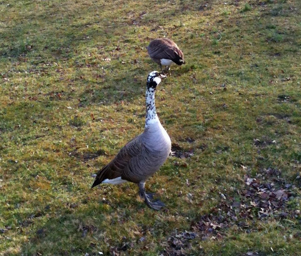 Piebald Canada Goose Project Noah