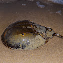 Atlantic Horseshoe Crab