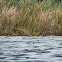 American Coot