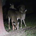 White-tailed deer