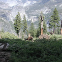 Mule Deer