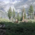 Mule Deer