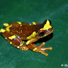rana