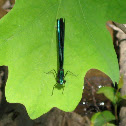 Ebony Jewel Wing (Damselfly)