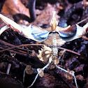Mantis diablo